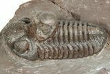 Colorful Austerops Trilobite Fossil - Jorf, Morocco #328579-2